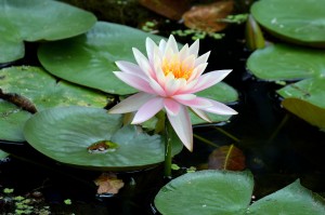waterlily-2234539_1280