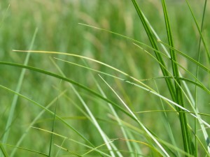 grass-653619_1920