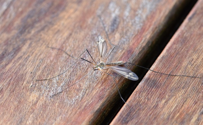 mosquito-2246135_1920