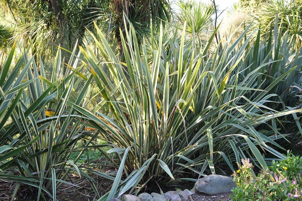 Phormium_thenax_New_Zealand_Flax_ახალზელანდიური_სელი