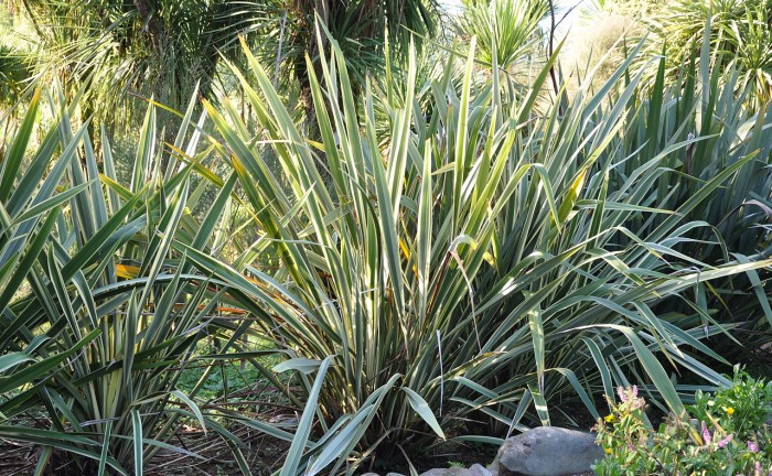 Phormium_thenax_New_Zealand_Flax_ახალზელანდიური_სელი