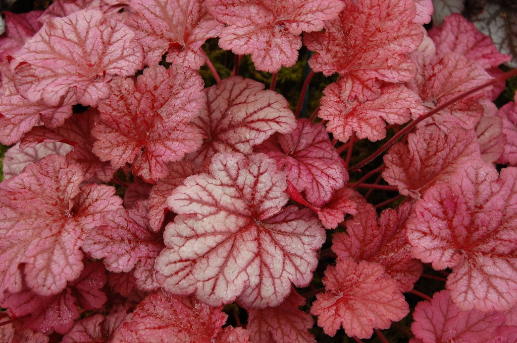 Heuchera_'Berry_Smoothie'