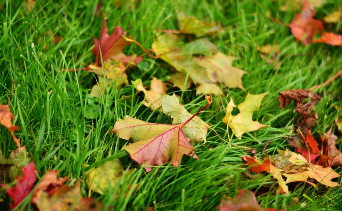 fall-leaves-2795542_1280