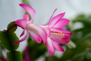 christmas-cactus-277691_1920