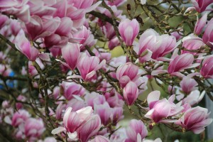 magnolia-3109866_1920