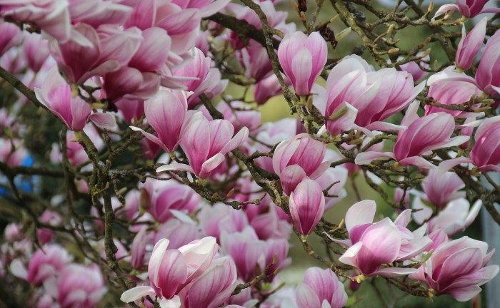 magnolia-3109866_1920