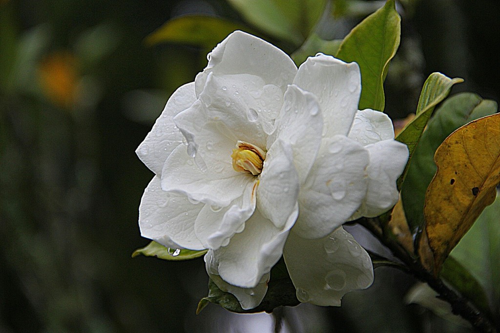 gardenia-178719_1280